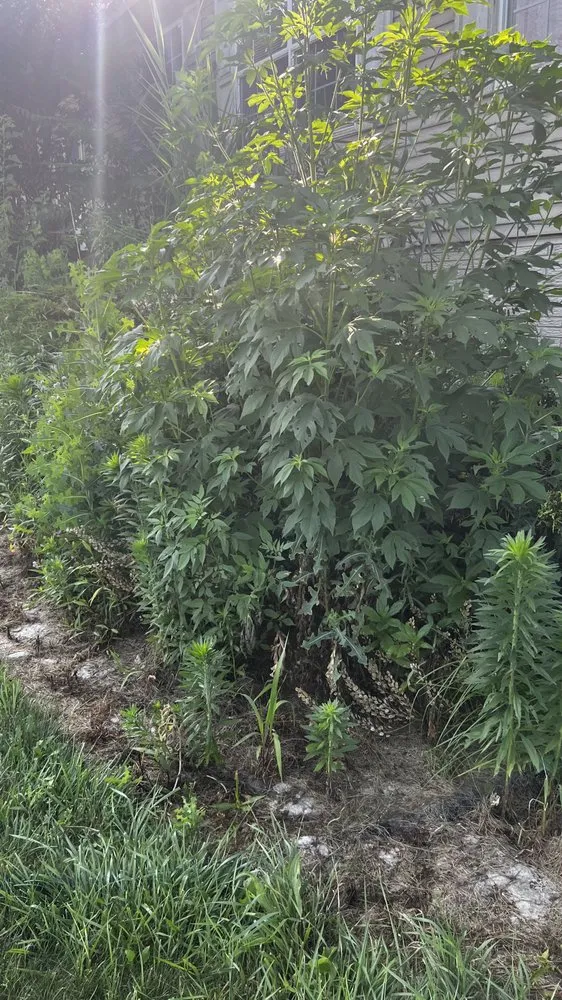 Affordable outdoor landscaping for homes in Brownstown Township, MI by Becky’s Weed Pulling Service