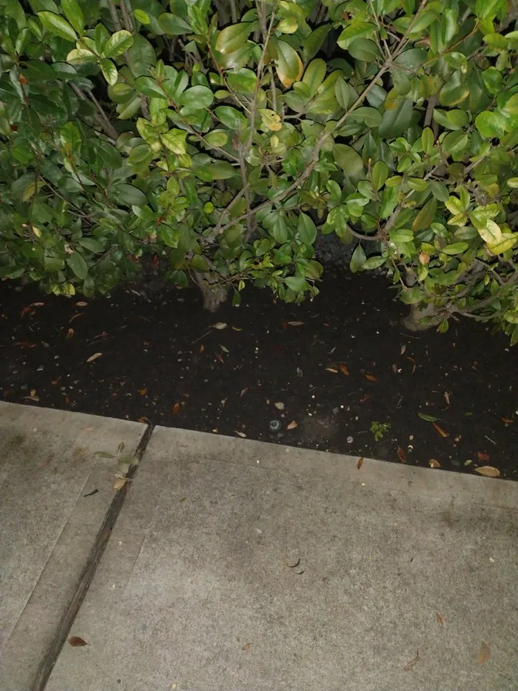 Professional yard maintenance for outdoor upgrades across Houston, TX - Becuzz we care