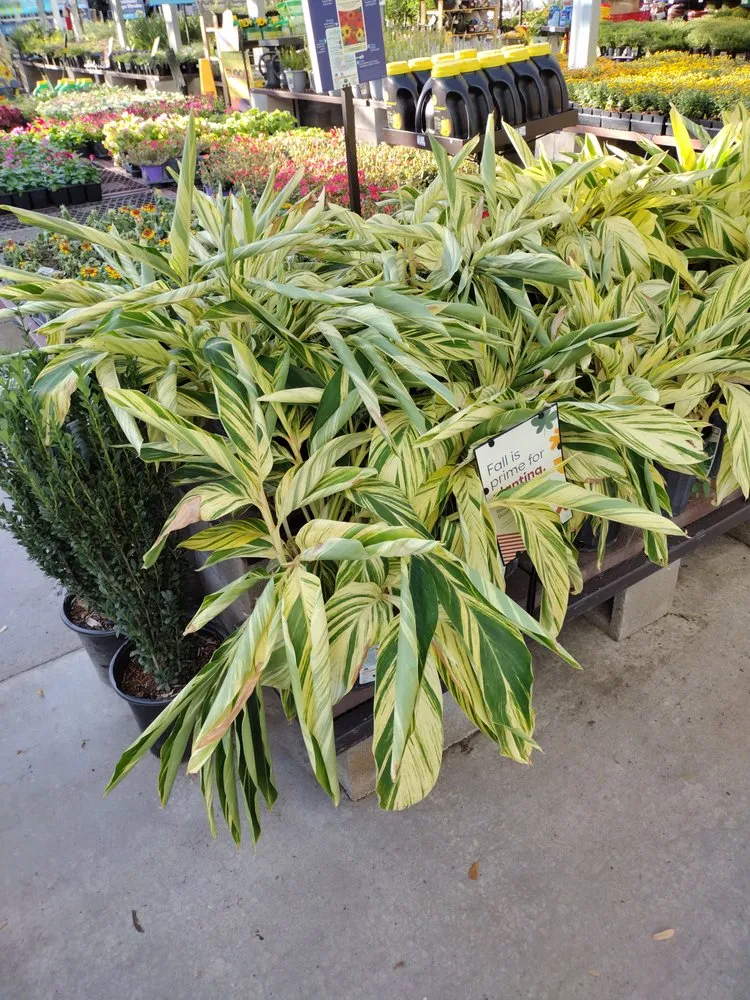 Professional landscape design near you in Houston, TX by Becuzz we care