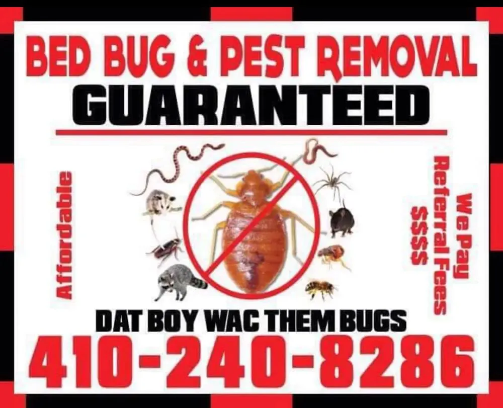 Expert yard cleanup service in Baltimore, MD - Bed Bug & Pest Removal