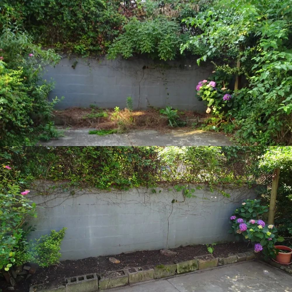 Affordable lawn care service in Brooklyn, NY by Bed-Stuy Garden Guy