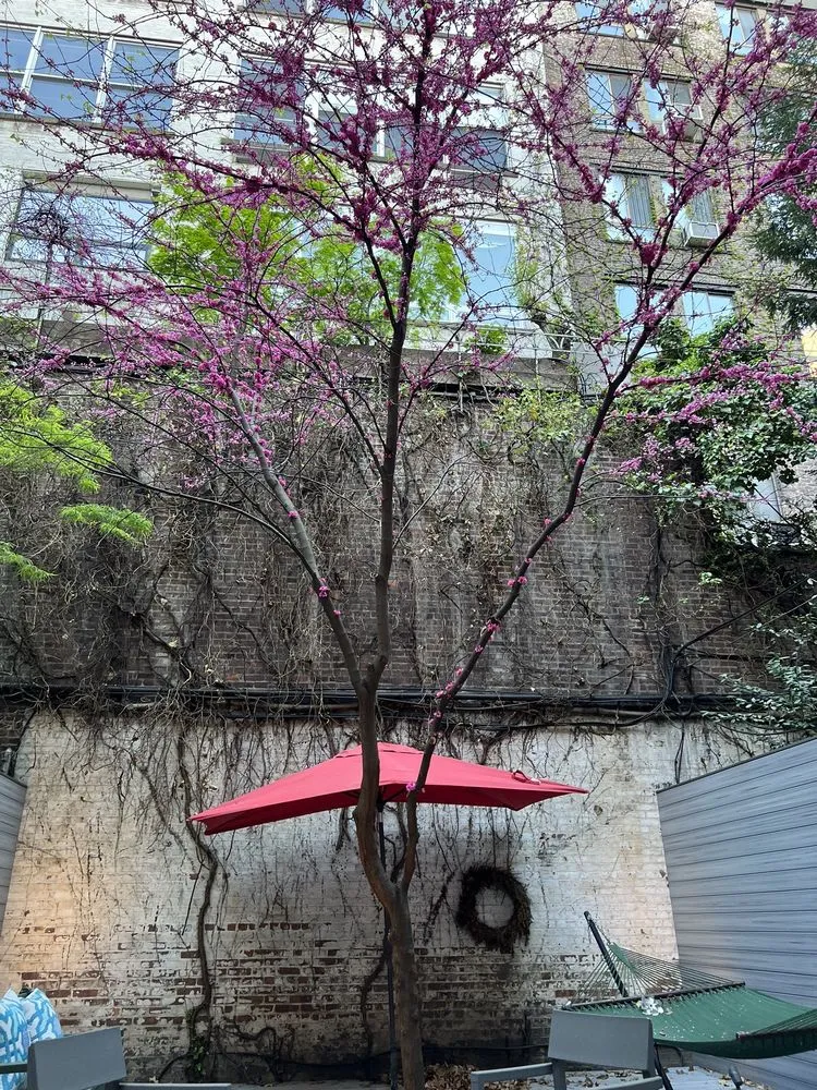 Local outdoor landscaping for year-round maintenance in Brooklyn, NY by Bed-Stuy Garden Guy