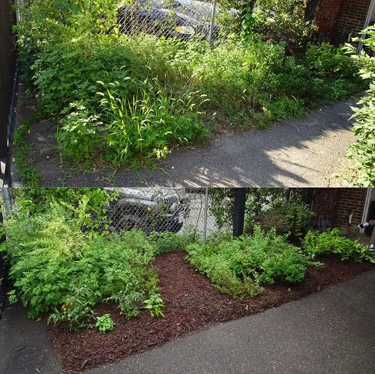 Expert yard maintenance experts serving Brooklyn, NY - Bed-Stuy Garden Guy