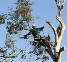 Trusted landscape installation experts serving New Hudson, MI - Bedard Shade Tree