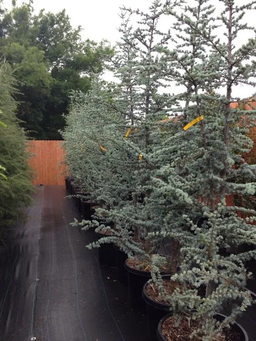 Professional outdoor landscaping near you in Lawton, OK by Bedrock Nursery