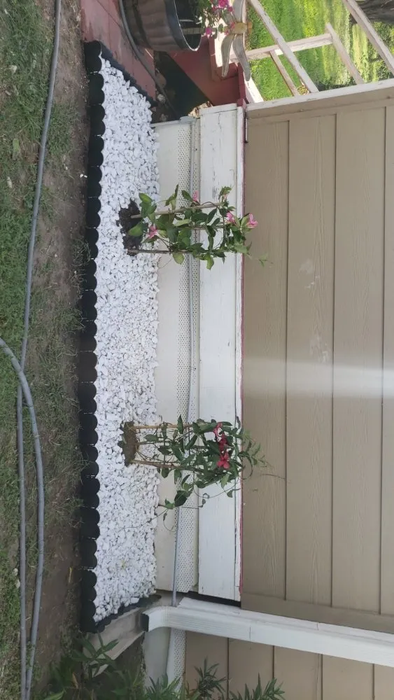 Local lawn mowing service for beautiful yards in Austin, TX by Bee Bees Lawns & More