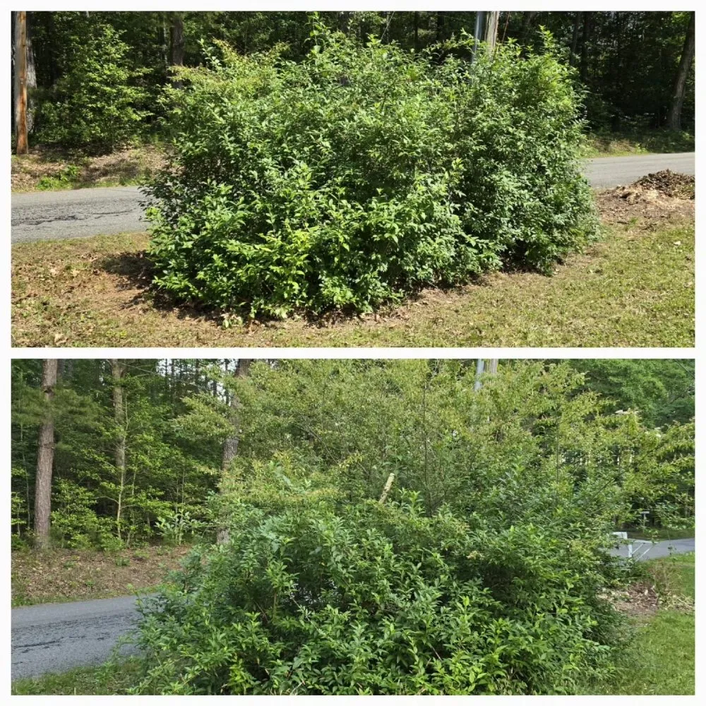 Custom landscaping services for outdoor upgrades across Charles City, VA - Bee Friendly