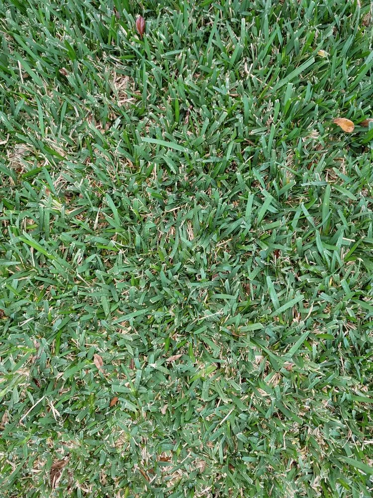 Professional residential landscaping for outdoor upgrades in Largo, FL by Bee Green Lawn Care