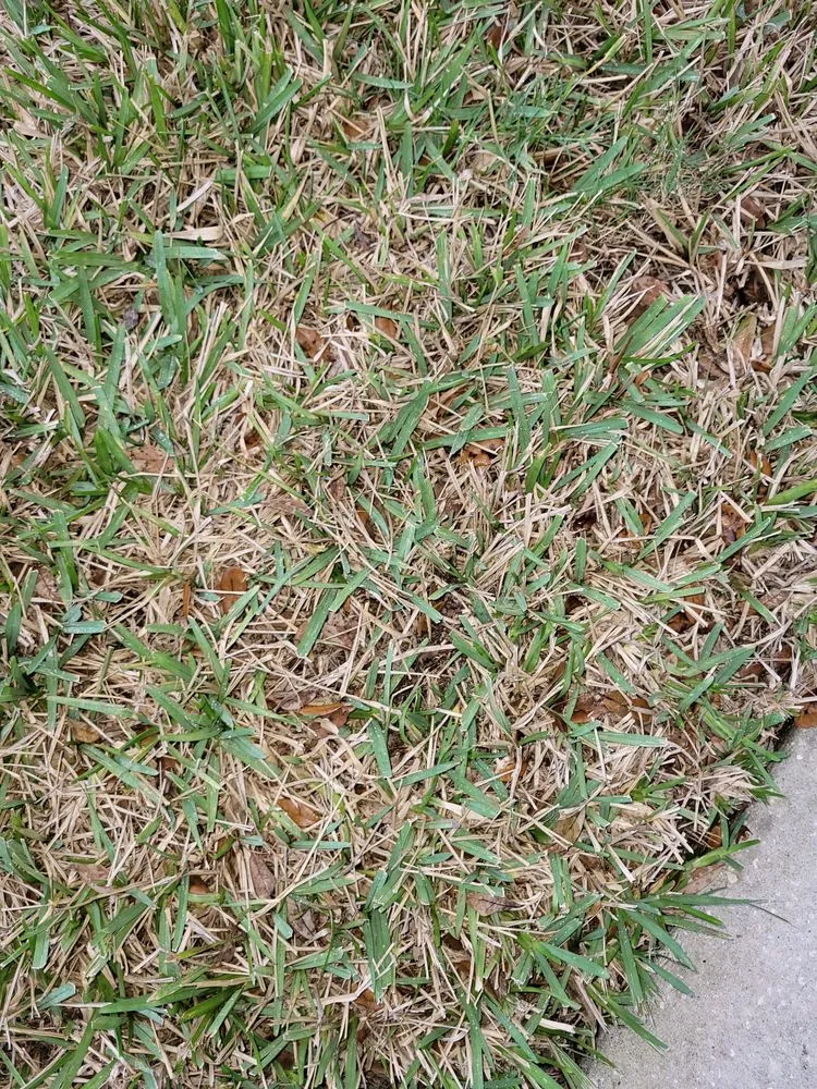 Custom garden landscaping in Largo, FL by Bee Green Lawn Care