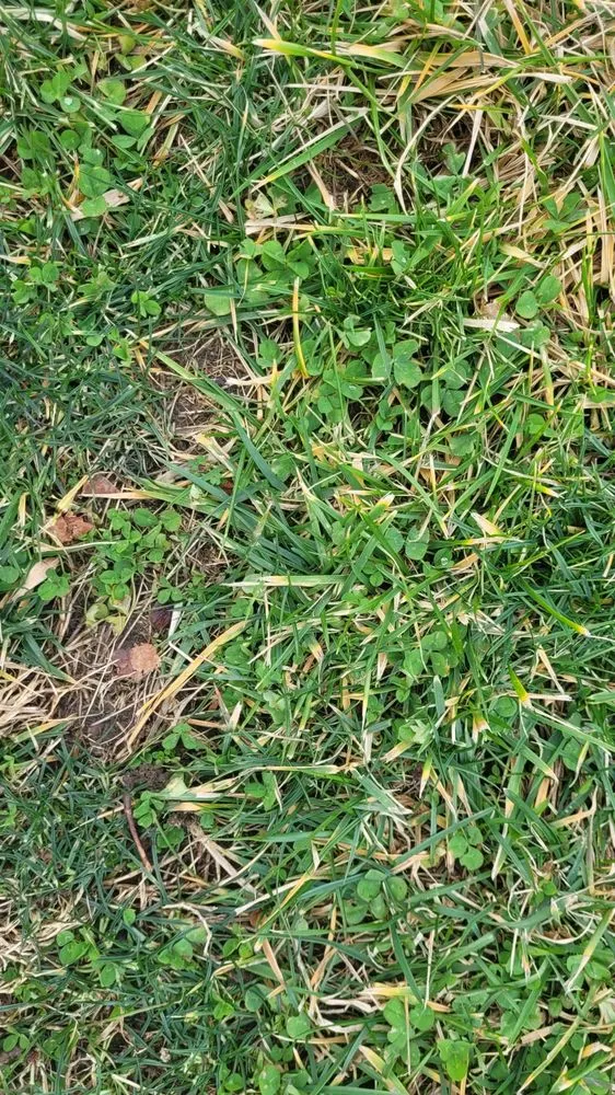 Reliable landscape installation in Texas City, TX by Bee Landscaping