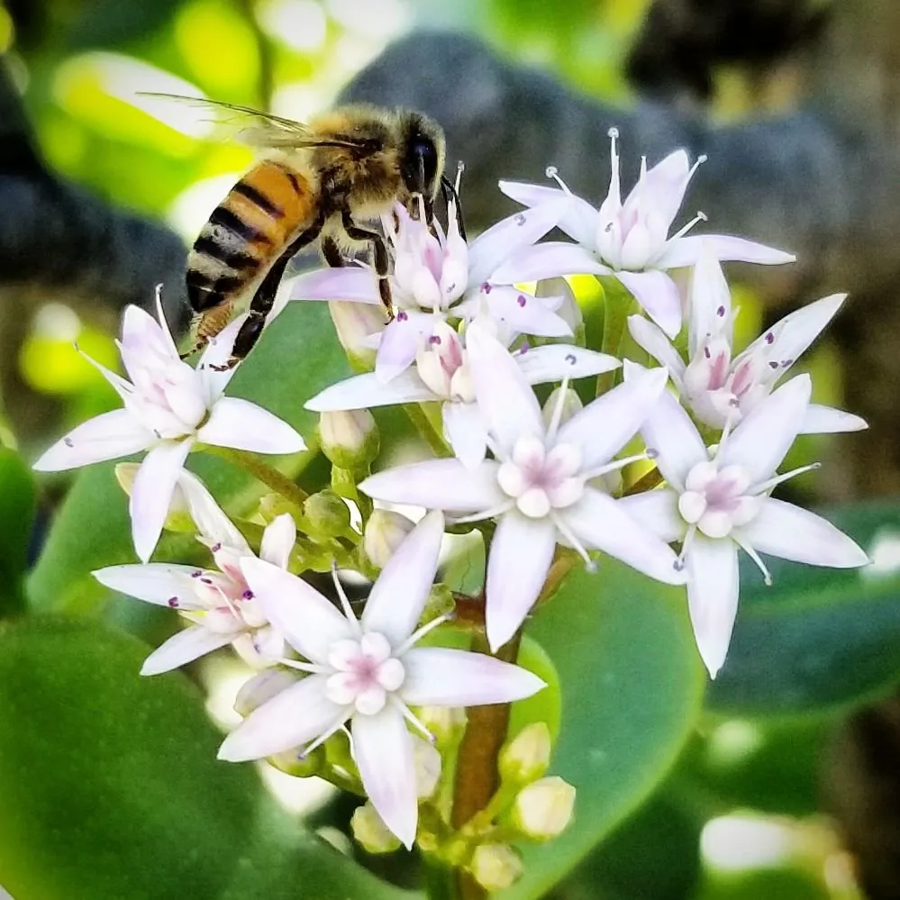 Reliable garden landscaping in Rancho Cucamonga, CA - Bee Rooted
