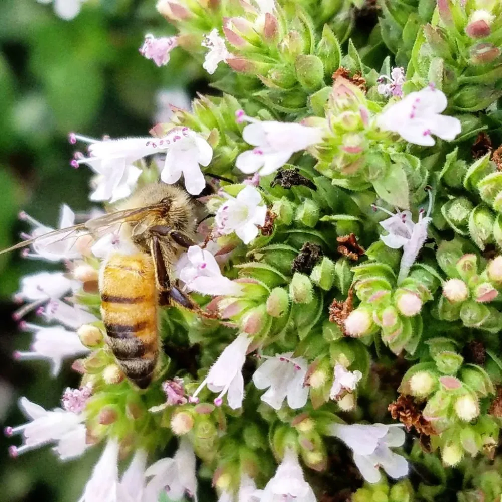 Affordable landscape design experts serving Rancho Cucamonga, CA - Bee Rooted