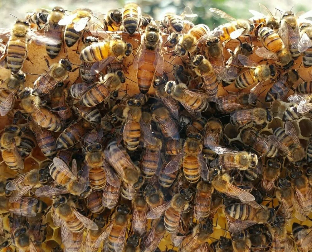 Expert landscaping services with custom design across Rancho Cucamonga, CA - Bee Rooted