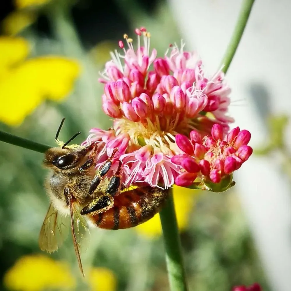 Professional landscape installation for beautiful yards in Rancho Cucamonga, CA by Bee Rooted
