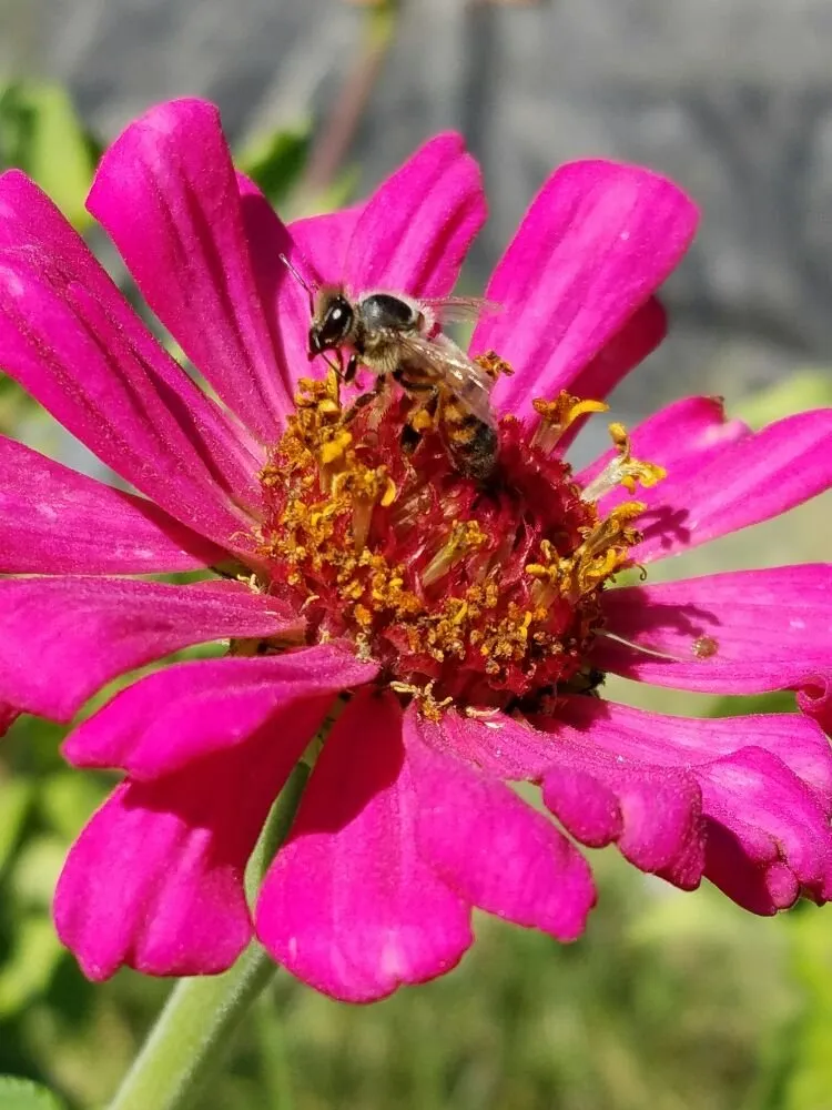 Local outdoor landscaping in Rancho Cucamonga, CA by Bee Rooted