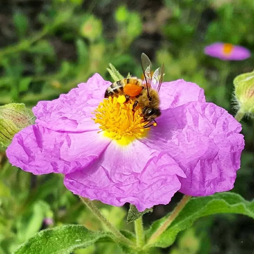 Affordable lawn care service for year-round maintenance across Rancho Cucamonga, CA - Bee Rooted