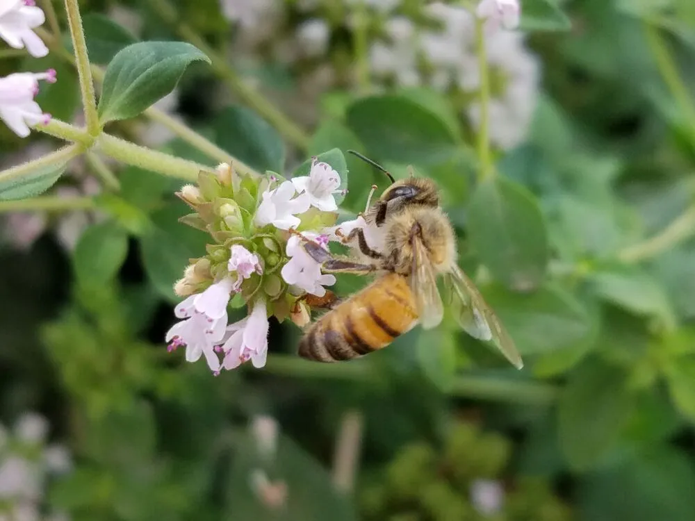 Local residential landscaping in Rancho Cucamonga, CA by Bee Rooted