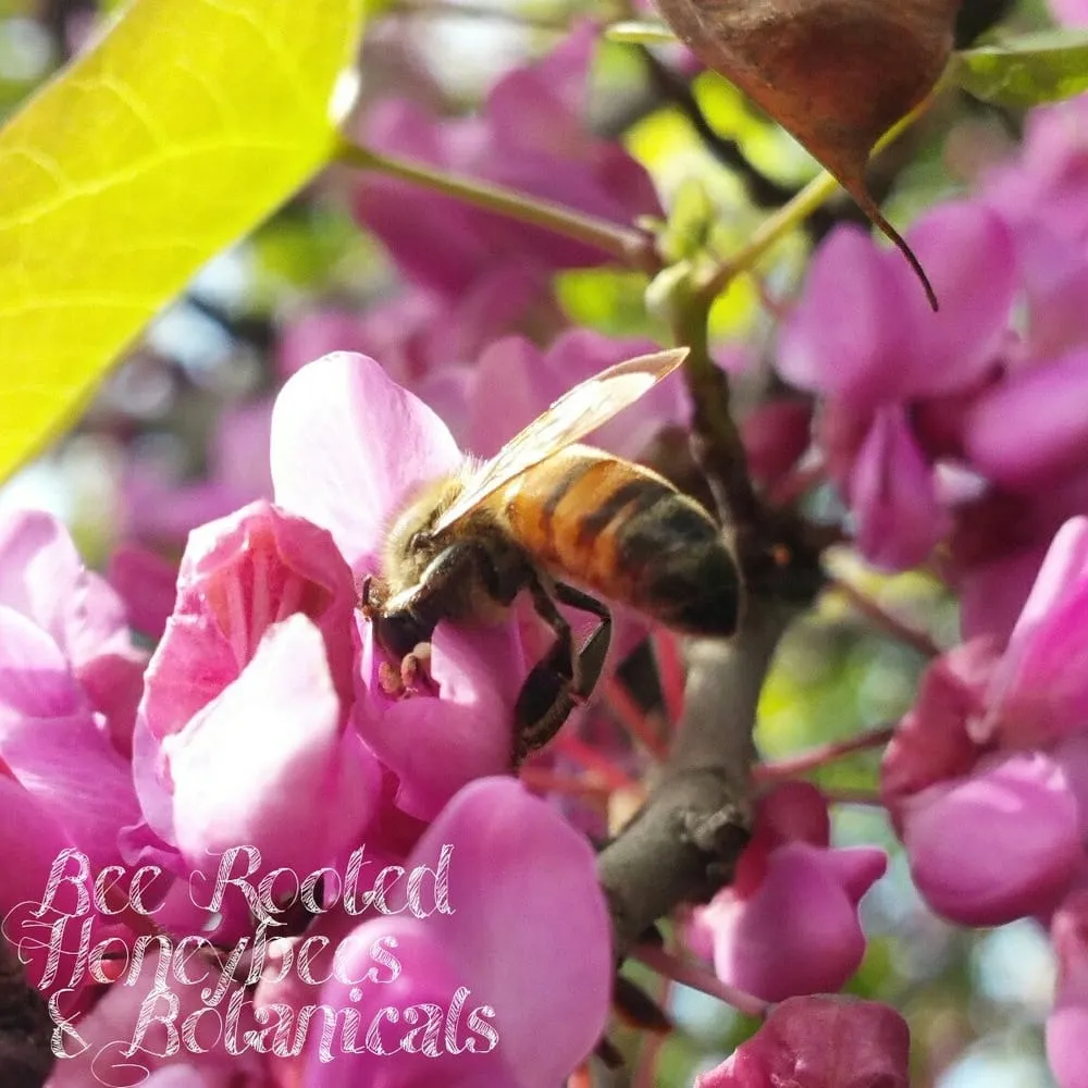 Affordable garden landscaping experts serving Rancho Cucamonga, CA - Bee Rooted