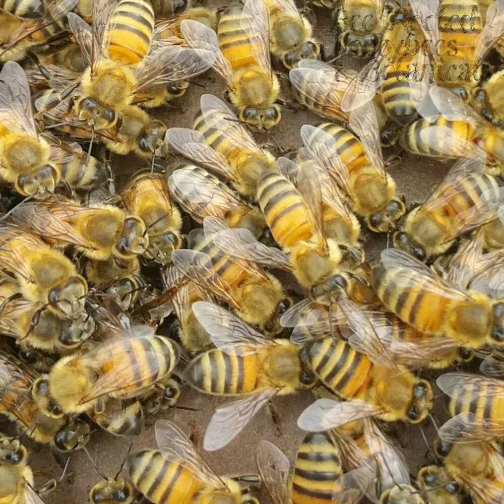 Professional garden landscaping for year-round maintenance in Rancho Cucamonga, CA by Bee Rooted