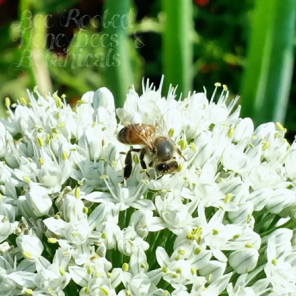 Reliable landscaping services in Rancho Cucamonga, CA - Bee Rooted