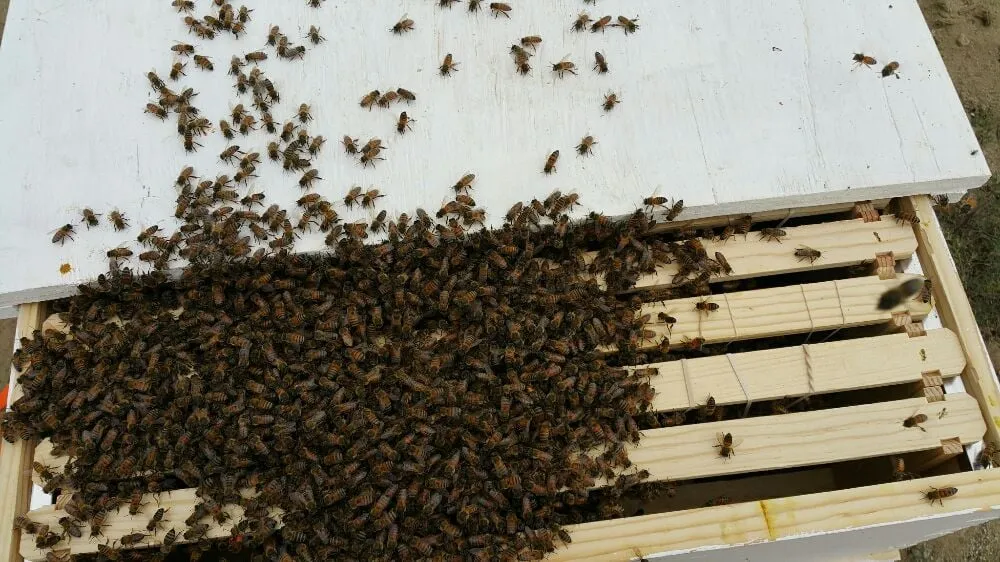 Affordable lawn mowing service in Rancho Cucamonga, CA - Bee Rooted