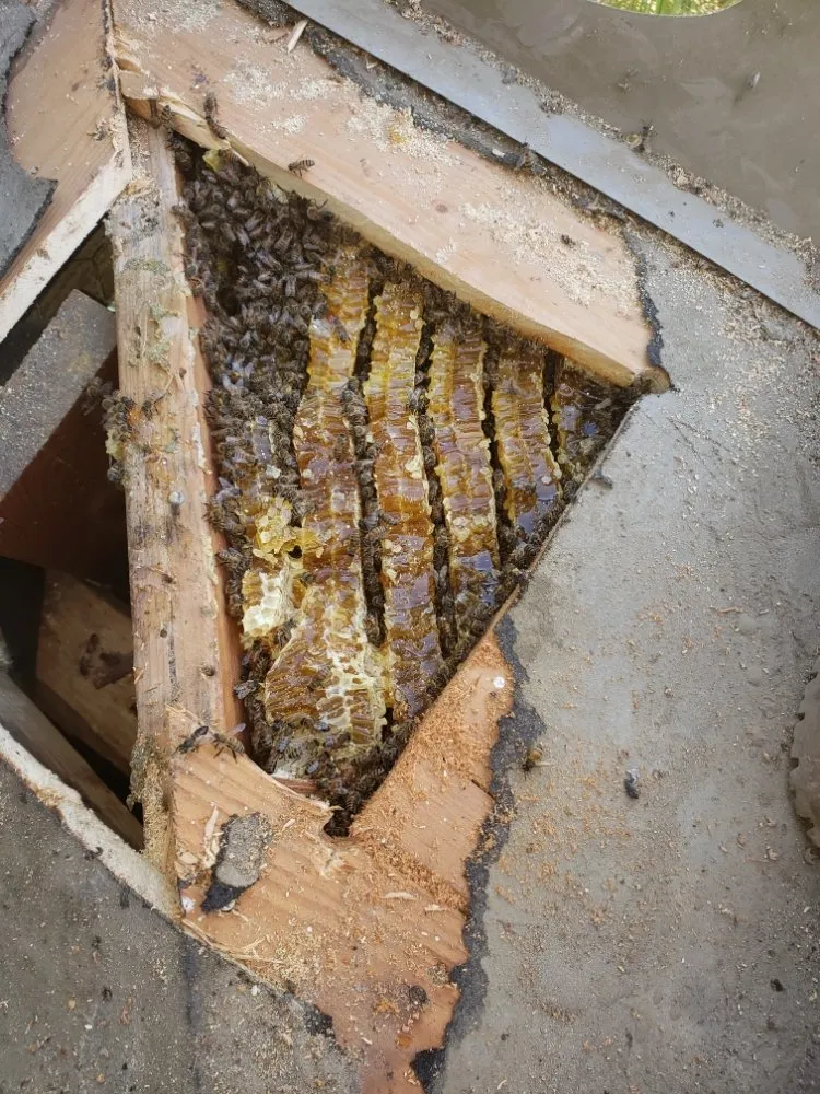 Trusted landscaping services for year-round maintenance across Rancho Cucamonga, CA - Bee Rooted