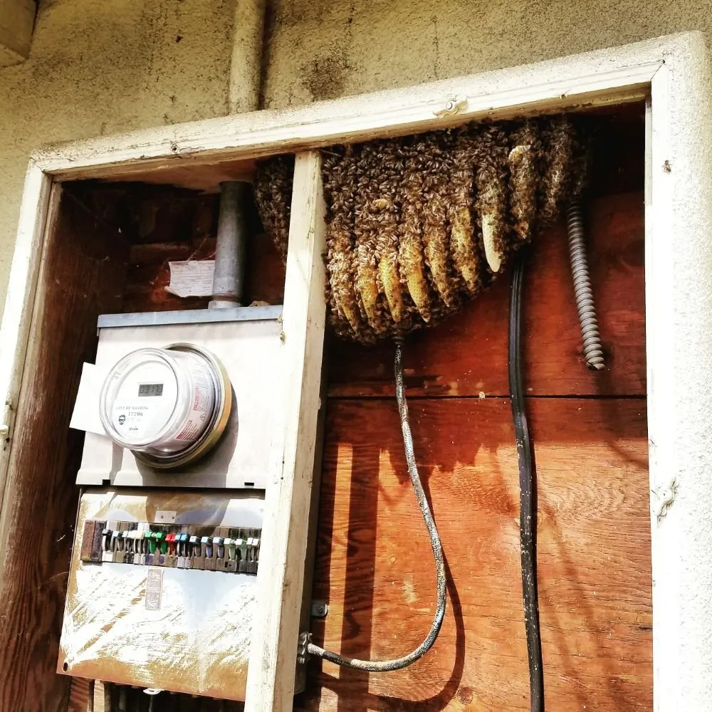 Top-rated yard maintenance experts serving Rancho Cucamonga, CA - Bee Rooted