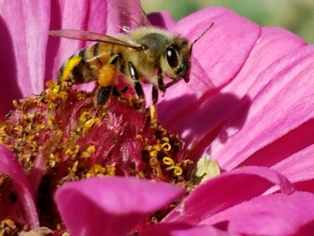 Local lawn care service in Rancho Cucamonga, CA by Bee Rooted