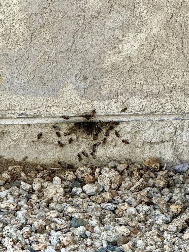 Expert landscaping services in Rancho Cucamonga, CA by Bee Rooted