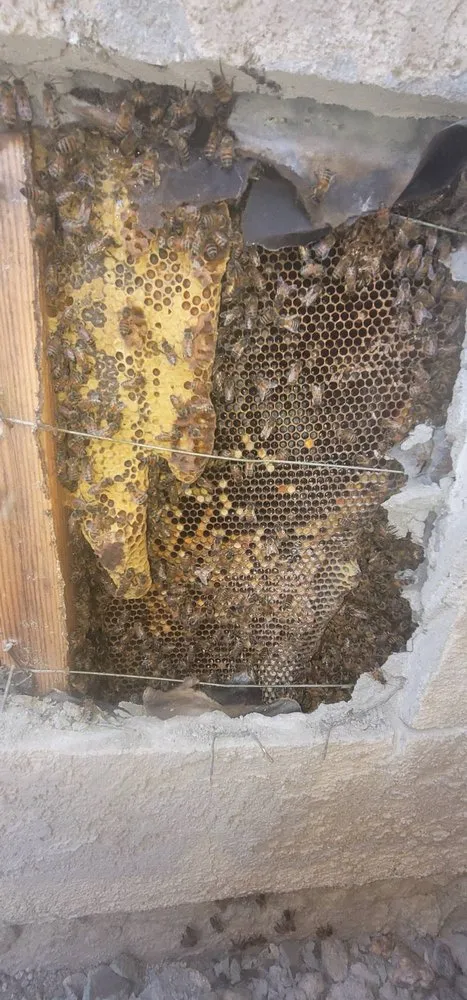 Local lawn mowing service in Rancho Cucamonga, CA - Bee Rooted