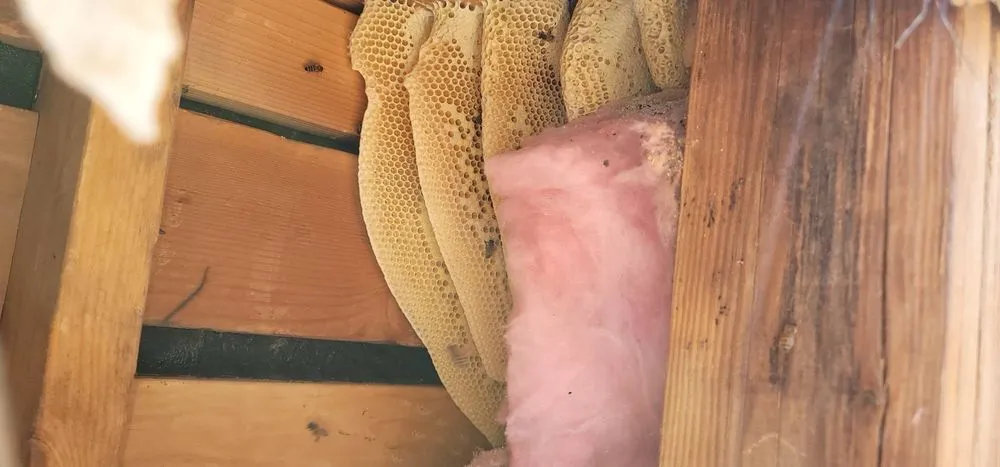 Custom outdoor landscaping experts serving Rancho Cucamonga, CA - Bee Rooted