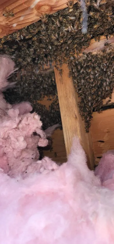 Professional landscaping services experts serving Rancho Cucamonga, CA - Bee Rooted