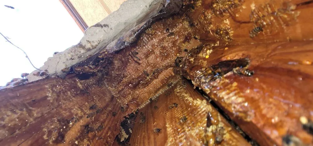 Top-rated landscape design in Rancho Cucamonga, CA - Bee Rooted