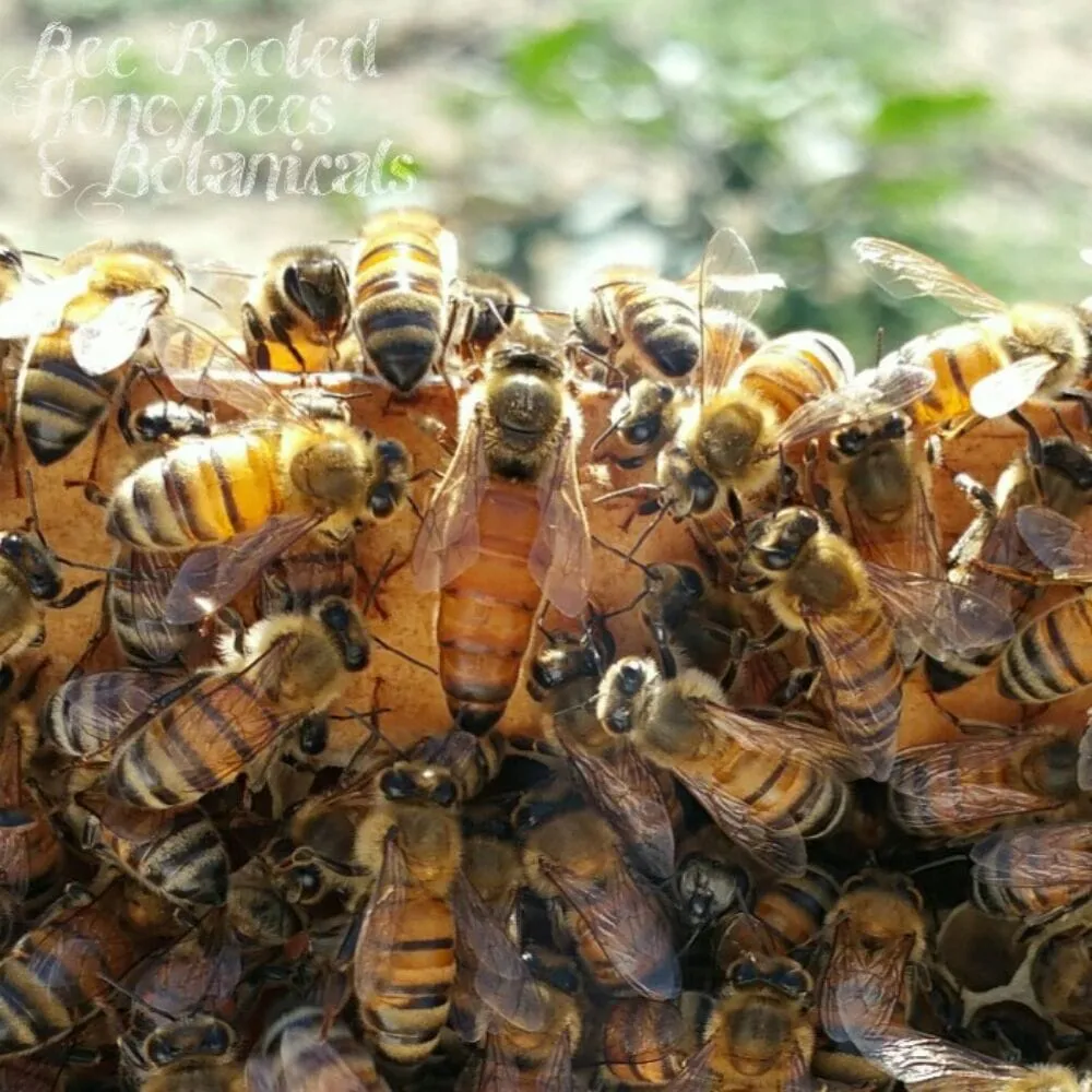 Top-rated outdoor landscaping in Rancho Cucamonga, CA - Bee Rooted