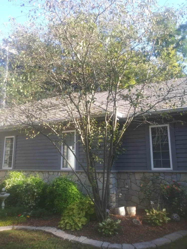 Trusted yard cleanup service in Dixon, IL - Bee There Lawncare