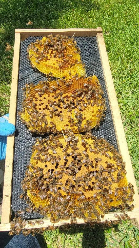 Reliable residential landscaping in Fort Lauderdale, FL by Beeboyzinc