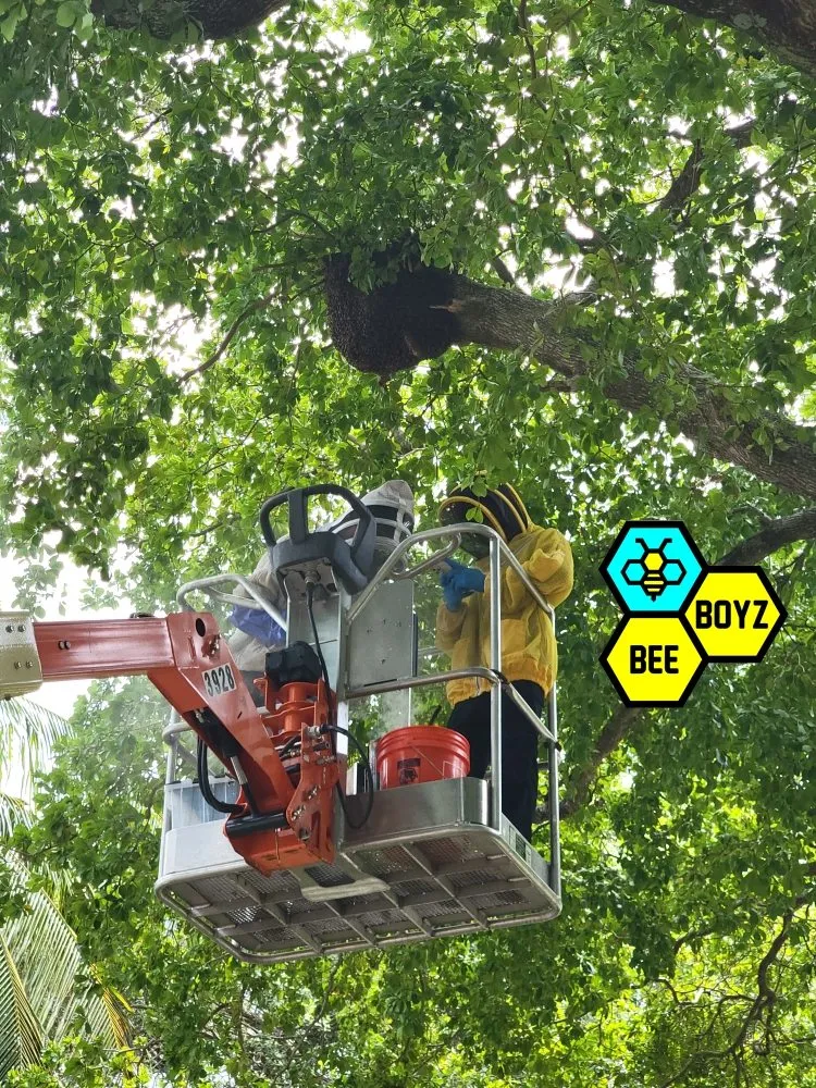 Reliable lawn mowing service in Fort Lauderdale, FL by Beeboyzinc