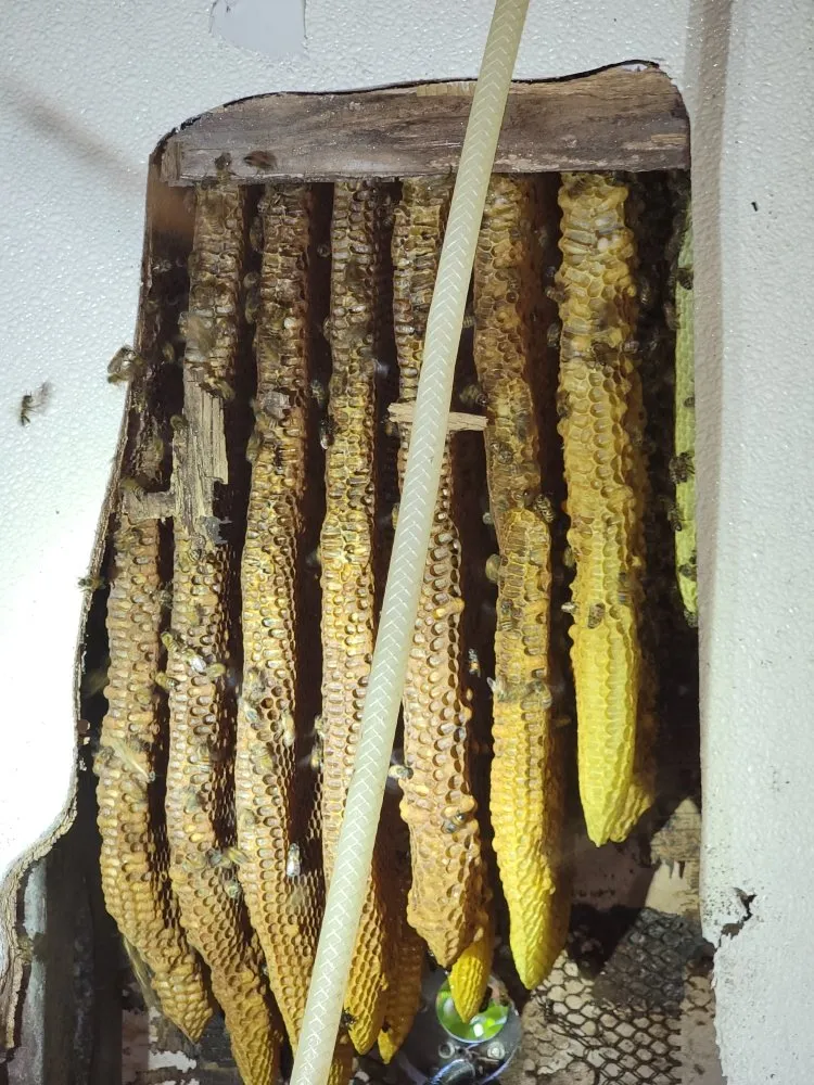 Top-rated landscape design experts serving Fort Lauderdale, FL - Beeboyzinc