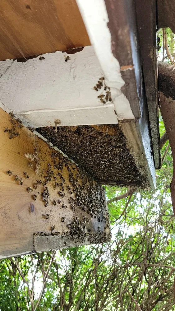 Trusted lawn mowing service in Fort Lauderdale, FL by Beeboyzinc