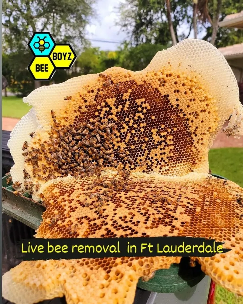 Top-rated landscape installation experts serving Fort Lauderdale, FL - Beeboyzinc