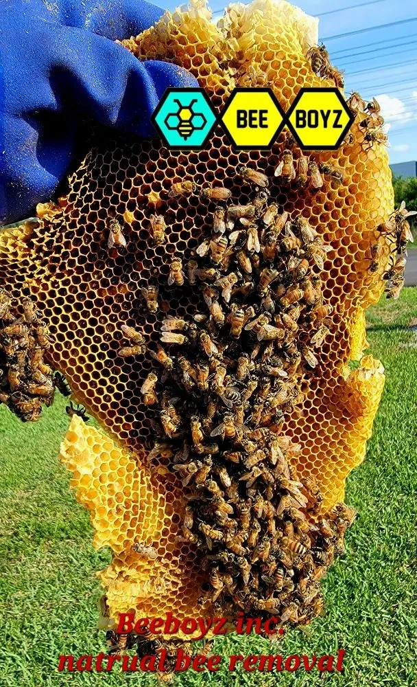 Custom lawn mowing service in Fort Lauderdale, FL by Beeboyzinc