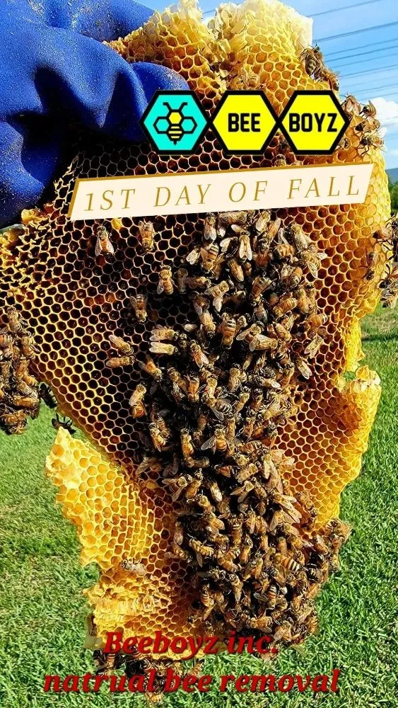 Reliable landscape design in Fort Lauderdale, FL - Beeboyzinc