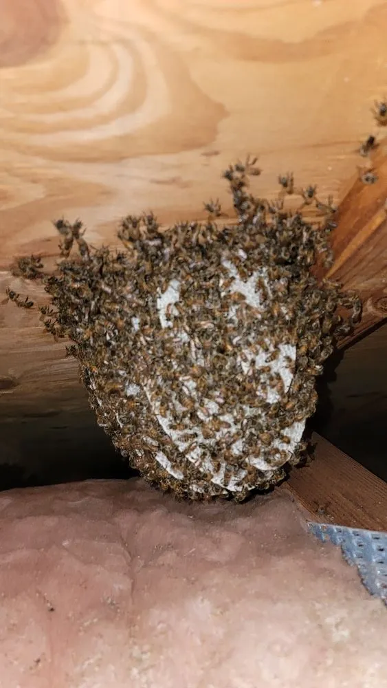 Professional lawn care service for homes across Fort Lauderdale, FL - Beeboyzinc