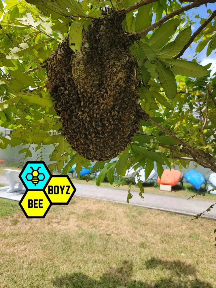 Top-rated landscape installation in Fort Lauderdale, FL by Beeboyzinc