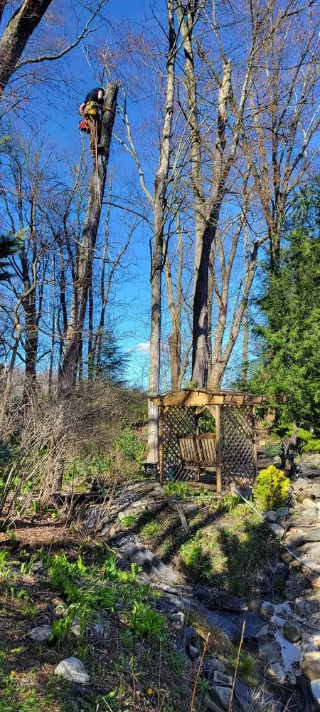 Local yard cleanup service in Volant, PA - Beech Flats Tree Solutions