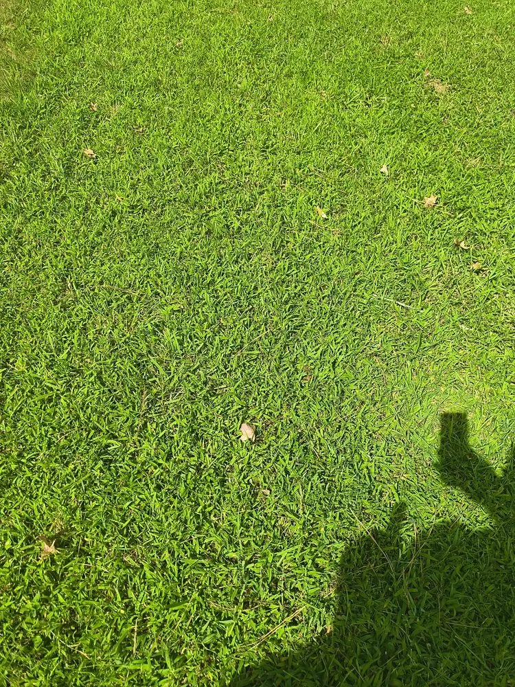 Affordable lawn care service for homes in Chesterfield, VA by Beedybop Lawncare & Tree Services