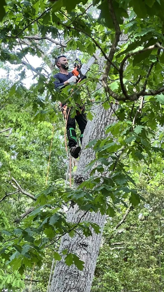 Top-rated landscape design in Chesterfield, VA by Beedybop Lawncare & Tree Services
