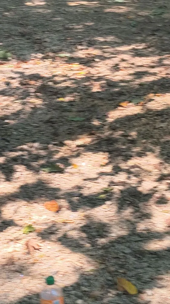 Reliable outdoor landscaping for outdoor upgrades across Chesterfield, VA - Beedybop Lawncare & Tree Services