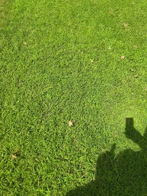 Beedybop Lawncare & Tree Services Logo