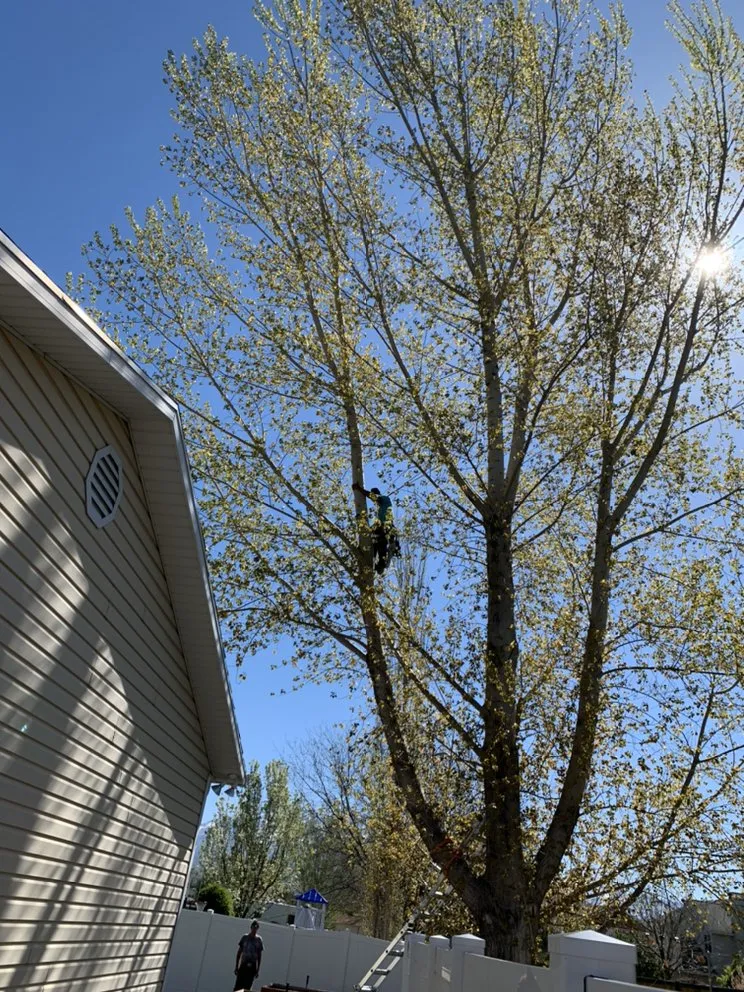 Expert yard cleanup service in West Jordan, UT - Beehive Tree Experts